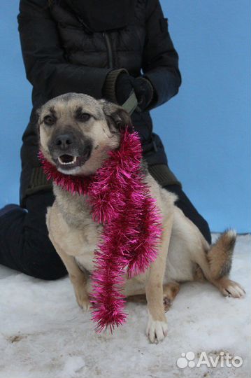 Собака добрым людям