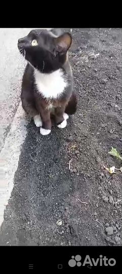 В добрые руки