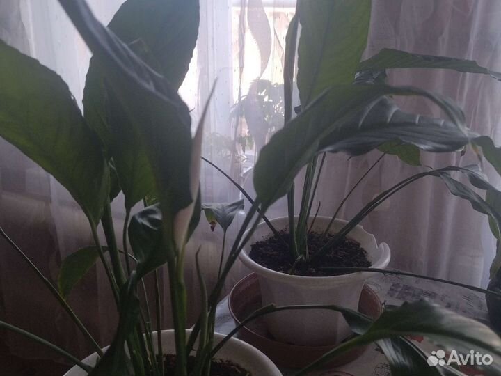 Спатифиллум