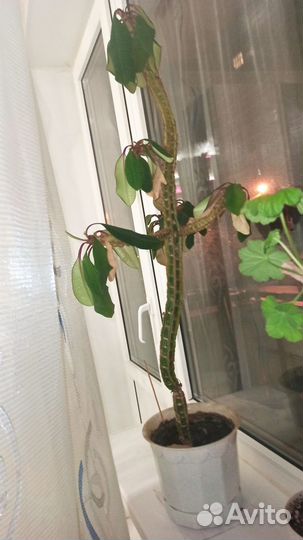 Комнатные цветы