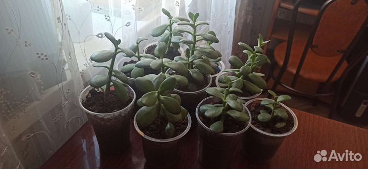 Денежное дерево