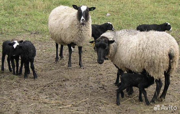 Овцы живым весом