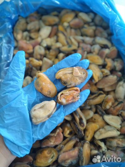 Лангустины креветки