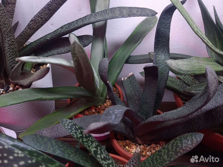 Комнатные растения продажу обмен