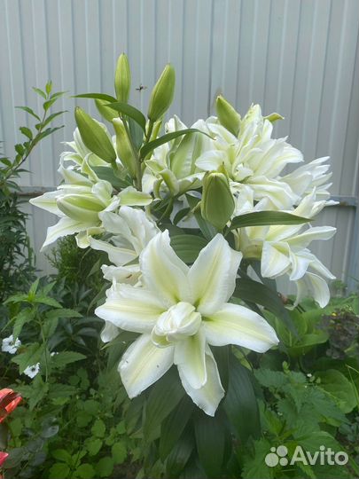 Лилии из Европы