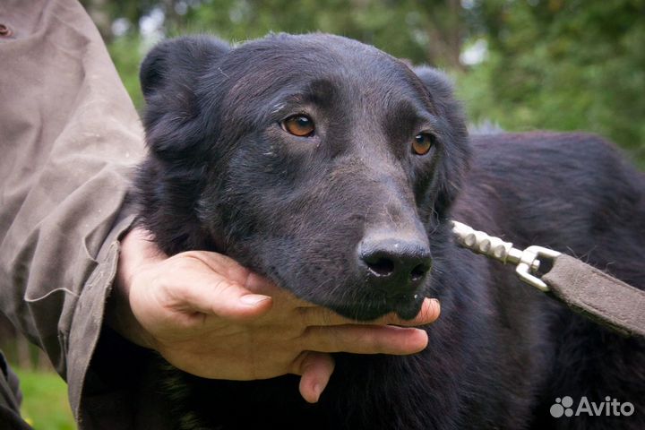 Собака в добрые руки