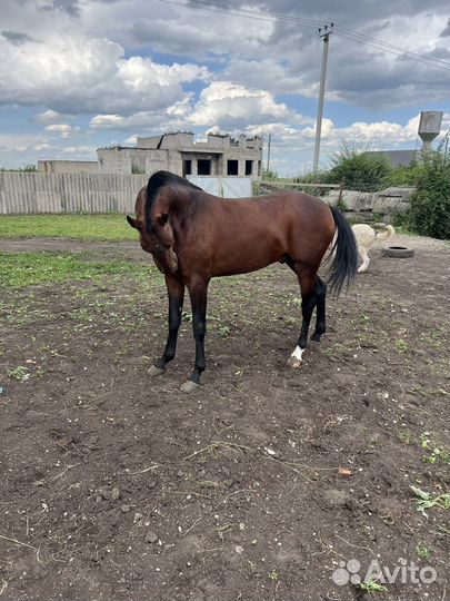 Кабардинский жеребец