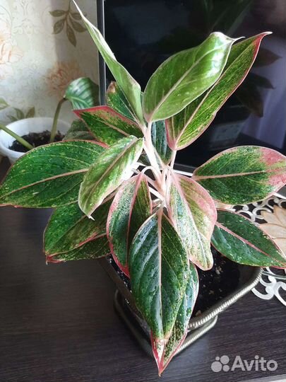 Аглонема крит