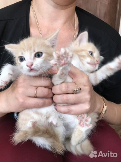 Котята с голубыми глазами
