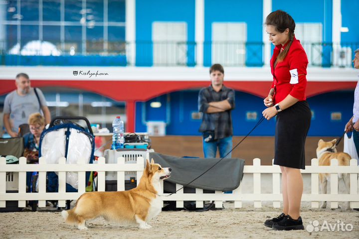 Профессиональный хендлер, подготовка к выставкам