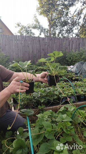 Рассада клубники murano