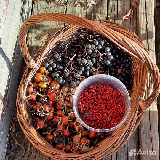 Черноплодная рябина, арония