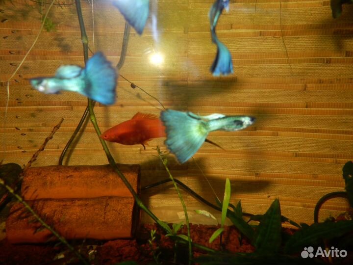 Пецилии, Меченосцы, Малахитовые гуппи, Креветки