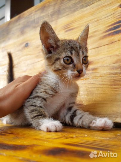 Отдам в добрые руки котят