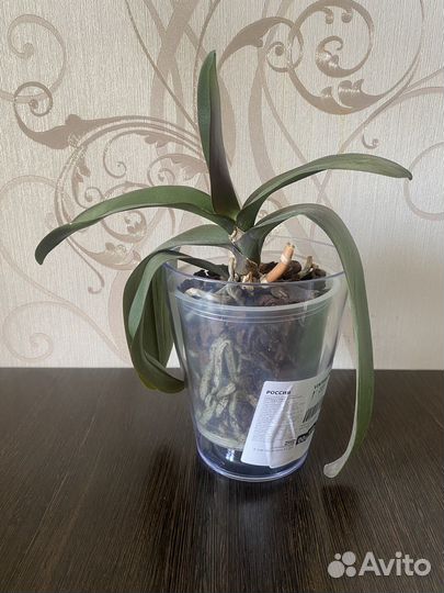 Кашпо для орхидеи икеа
