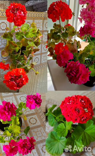 Герань в горшке
