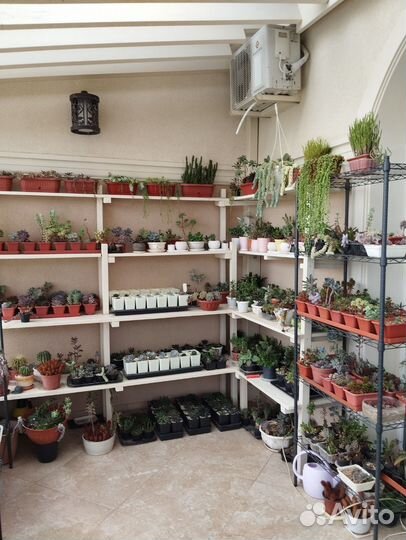 Суккуленты