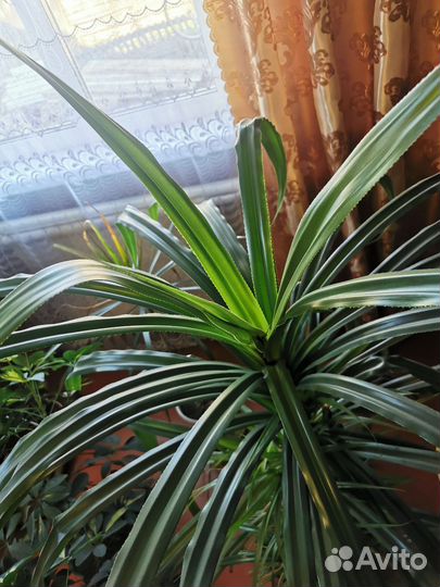 Пальма панданус