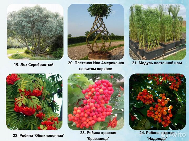 Парковые деревья. Cажeнцы берeзы, клeна, липы