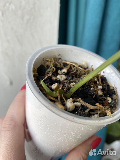 Сциндапсус жаде сатин вариегатный