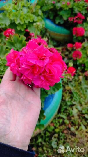 Пеларгония герань сортовая