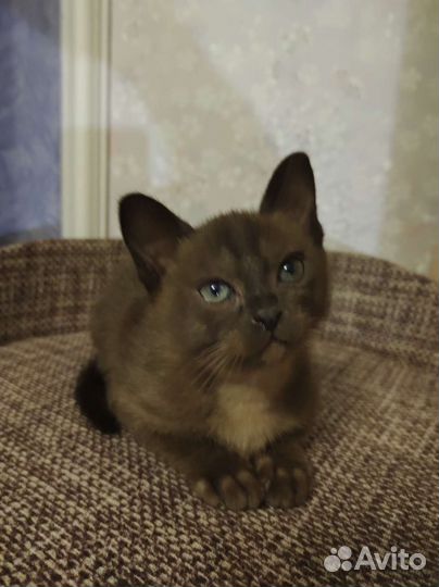 Бурманские Котята