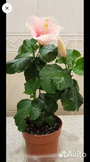 Сортовые гибискусы