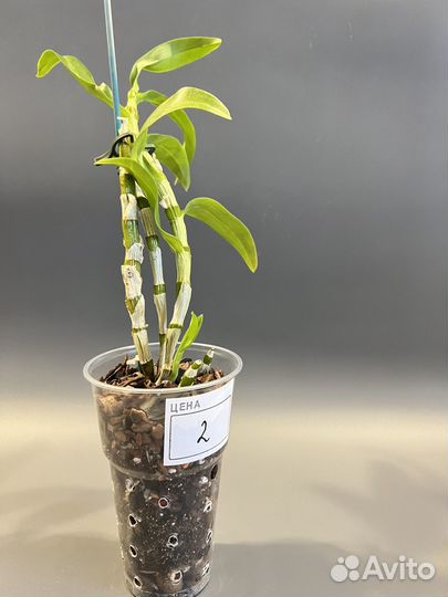 Орхидея Dendrobium nobile «Apollon»