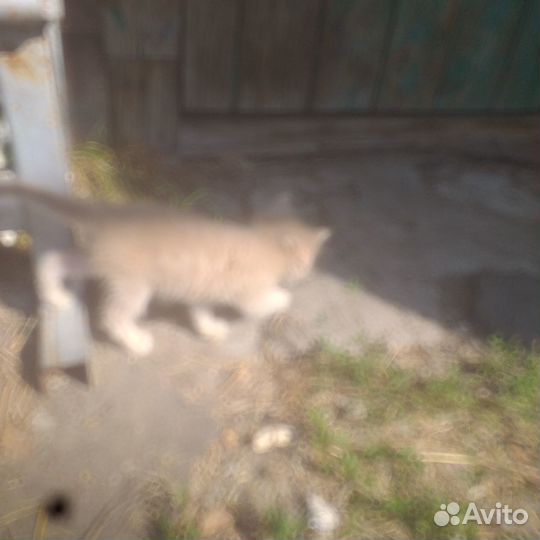 Отдам котят в добрые руки