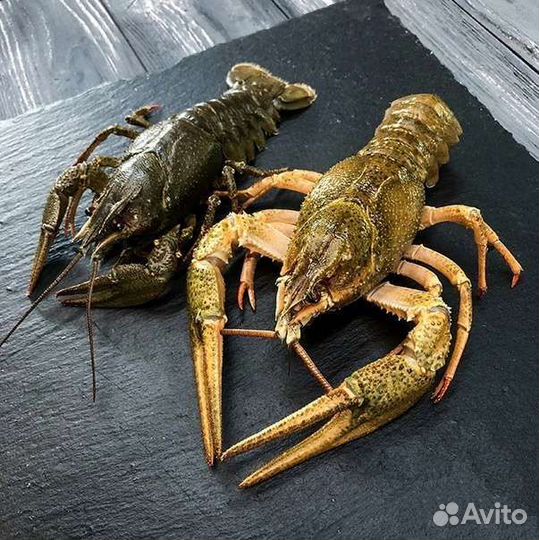 Живые раки, вареные раки. С доставкой