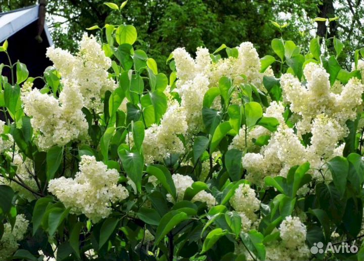 Сирень Примроуз