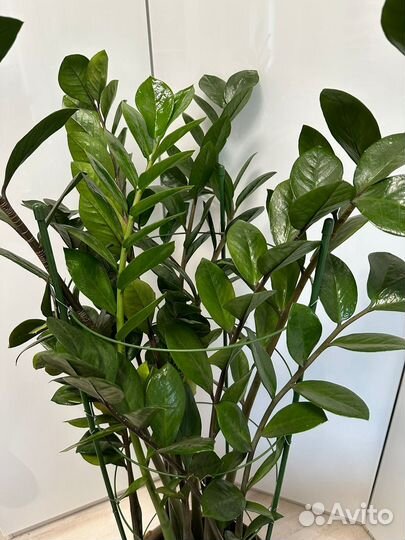 Замиокулькас (долларовое дерево)