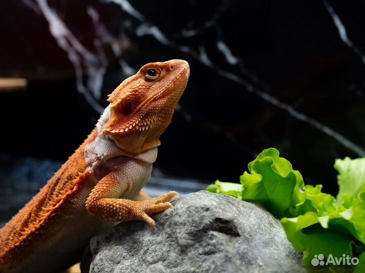 Бородатая агама red