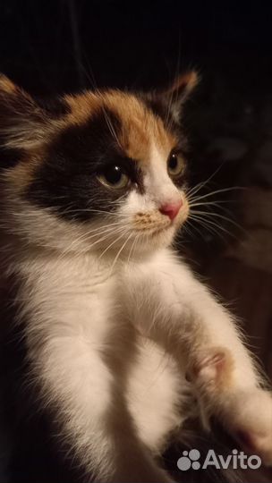 Кошка в дар бесплатно