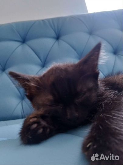 Отдам кошку бесплатно