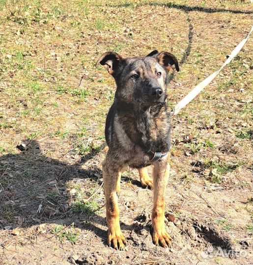 Собака в приюте