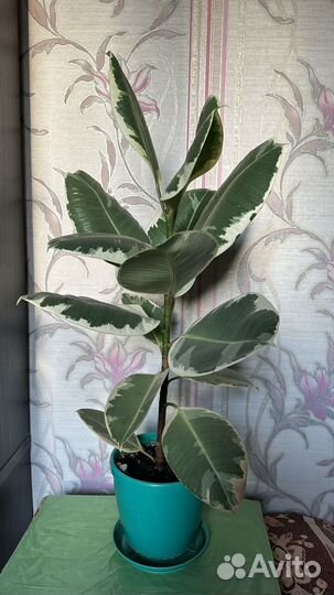 Фикус эластика тинеке