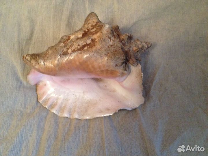 Морские раковины