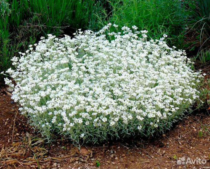 Растения цветы для сада