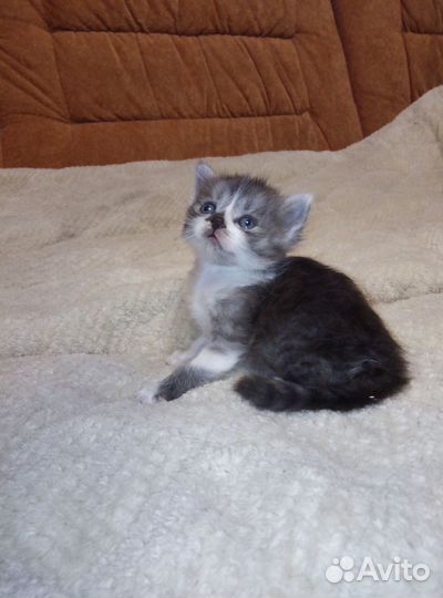 Котёнок