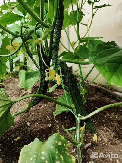 Огурцы домашние