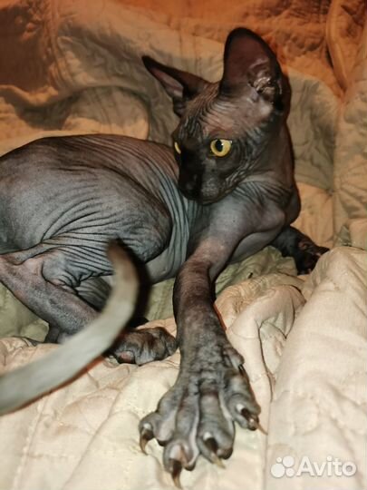 Канадский сфинкс