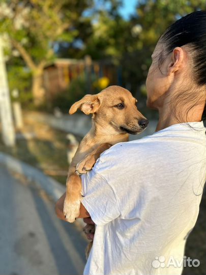 Щенок девочка умная очень