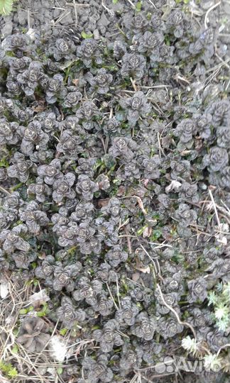 Садовые растения