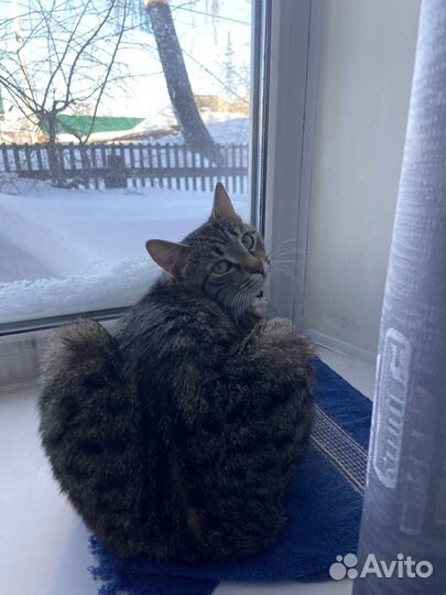 Помогите найти кота