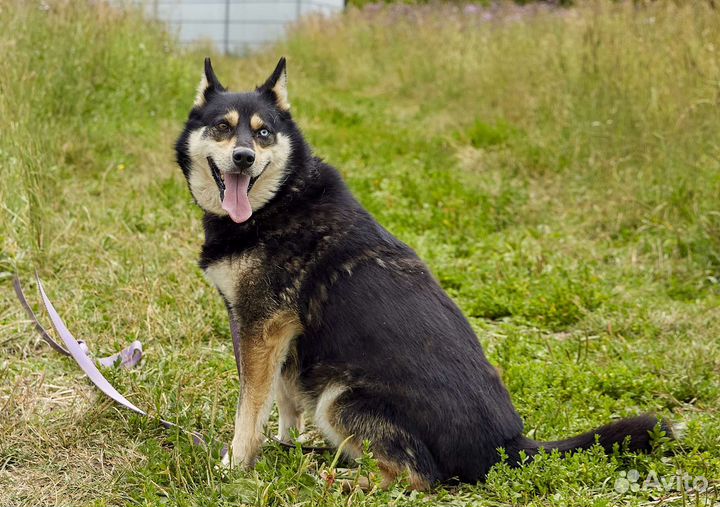 Симка, метис хаски, в дар