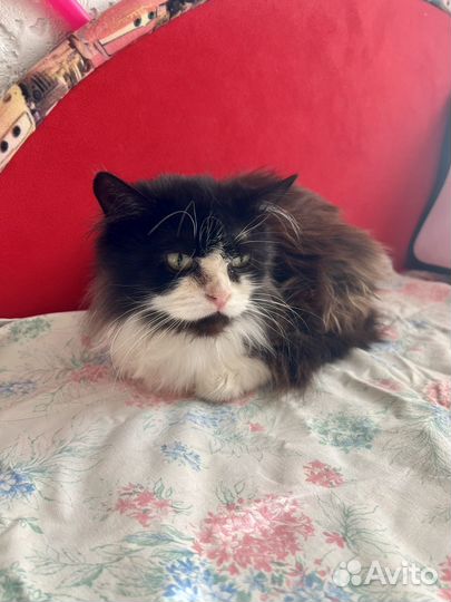 Кошка в дар