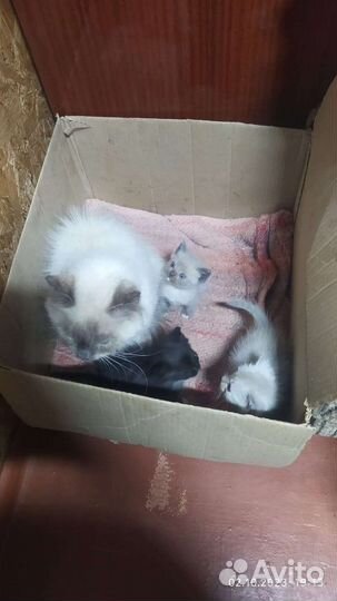 Кошка с котятами