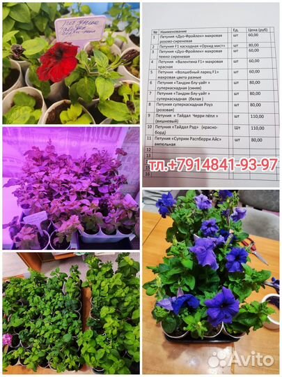 Цветы петунии рассада