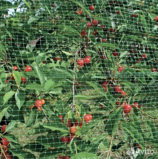 Сетка от птиц для клубники 2мх10м 20х20мм